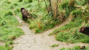 Выживание в дикой природе - Часть 5. Тайная жизнь сумчатых - Документальный фильм