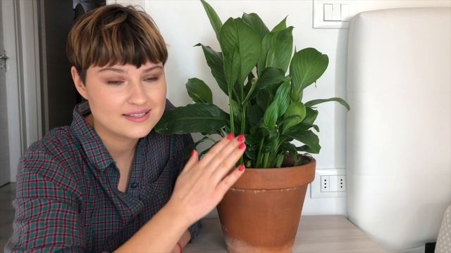 Полив комнатных растений. Как, когда и сколько.