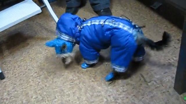 зимний комбинезон для йорка