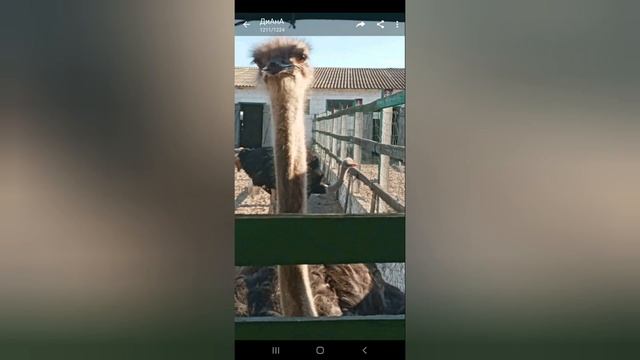 Ямполь Страусиная ферма Грациозные птицы страусы с зорким взглядом смотреть онлайн