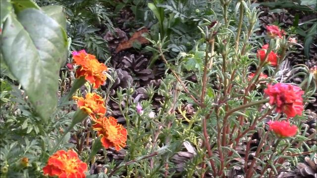 Цветы сентября! Мой сад в цвету! смотреть онлайн