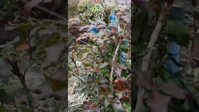 Редкое для дачи деревце - магония подуболистная смотреть онлайн