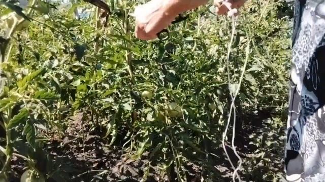 Помидорные джунгли. Что с этим делать? смотреть онлайн