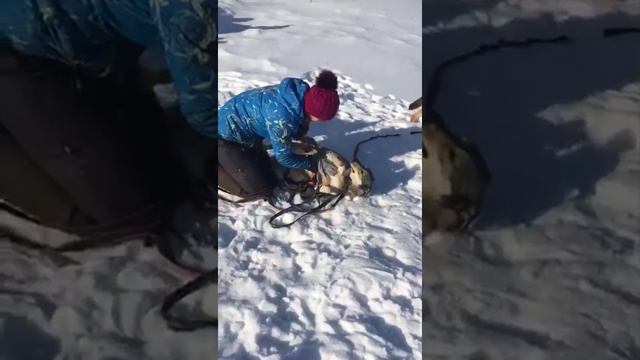 Собачьи радости/будни волонтёра/Прогулка смотреть онлайн