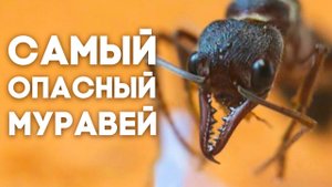 Муравей бульдог - чем опасен австралийский монстр.