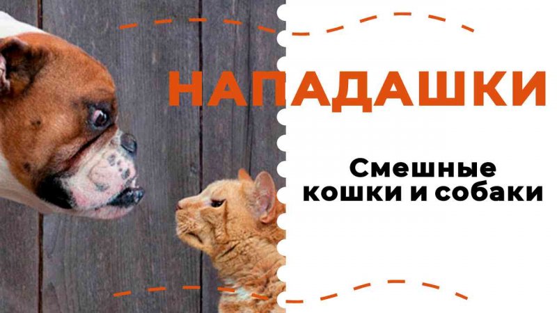 Нападашки 😾🐶 - СМЕШНЫЕ КОШКИ И СОБАКИ | СМЕШНЫЕ ЖИВОТНЫЕ