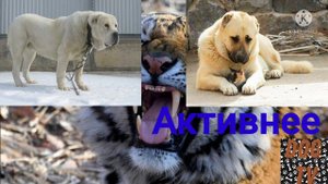 Гампр против алабая