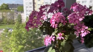 Ирида Танец мотыльков, цветёт моя труженица. Просили показать- показываю ?