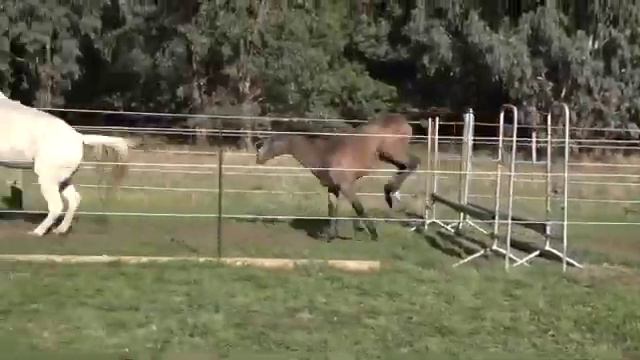 Tulara Ziara Zirocco Blue/Cornet Obolensky Filly смотреть онлайн