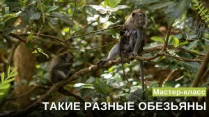 Мастер-класс "Такие разные обезьяны"