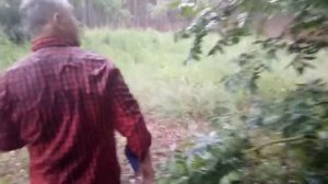 плодоносні дерева пекана ( пекан плодоносит )