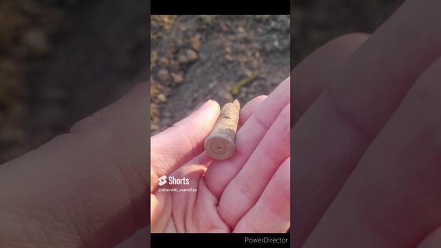 эхо войны в огороде(1 год назад)