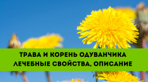 Трава и корень одуванчика лечебные свойства.mp4