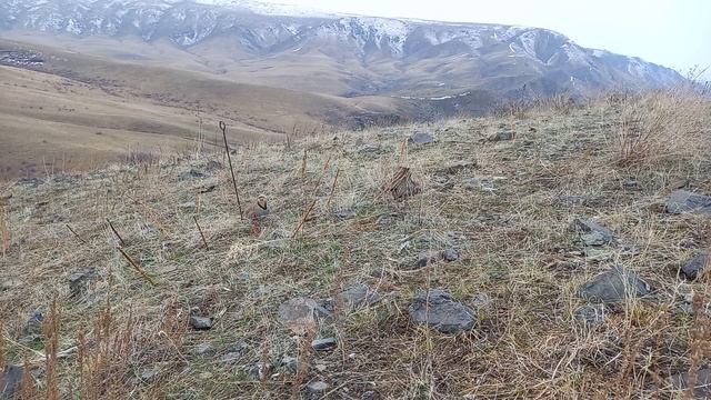 охота кеклики смотреть онлайн