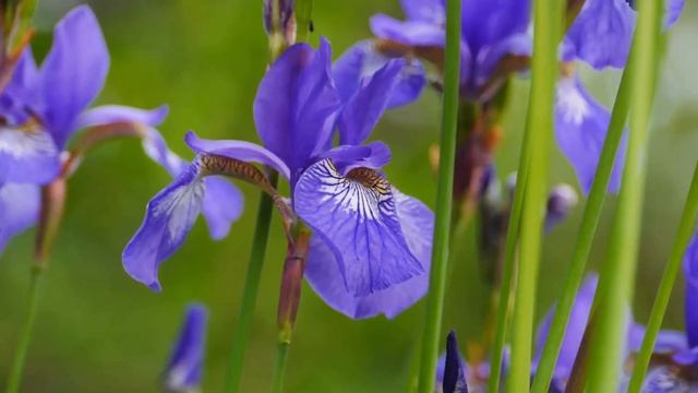 Музыка для лечения сердца и нервной системы! Нежная музыка для души и жизни - Музыка Сергей Чекалин смотреть онлайн