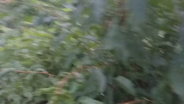 Новинка!!! Плаэри Свит Триат (Pluerry Sweet Triat) - гибрид сливы и черешни. Обзор и дегустация. смотреть онлайн