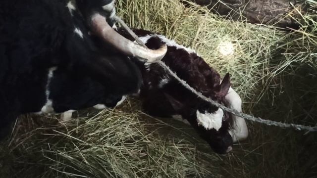 ШОК !!!Корова родила двойню!!!