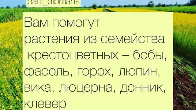 Как повысить плодородие почвы? КАКИЕ СИДЕРАТЫ РАСКИСЛЯЮТ ПОЧВУ? смотреть онлайн