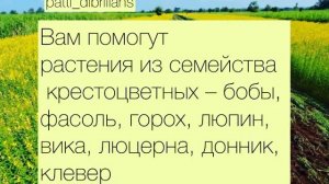 Как повысить плодородие почвы? КАКИЕ СИДЕРАТЫ РАСКИСЛЯЮТ ПОЧВУ?