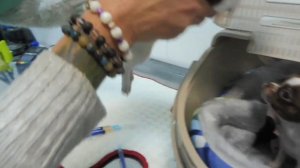 #ЩЕНКИЧИХУА 60 ДНЕЙ#ПАТЕЛЛА У ЧИХУА#КУПЛЮЧИХУАПРОДАЮ#МАРИМИСТИКПИТОМНИКРКФ#ТЕСТНАПАТЕЛЛУУЧИХУА