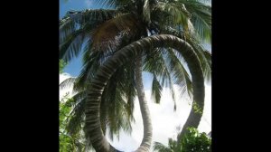 Самые красивые и необычные деревья мира