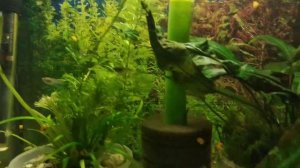 Мальки гурами 2 месяца