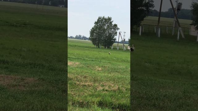 #деревня #лето #детство #дача #красота #природа #ностальгия #аист #беларусь смотреть онлайн