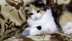 Кошка Софья играла с игрушечной мышкой, но ее утащила собака.