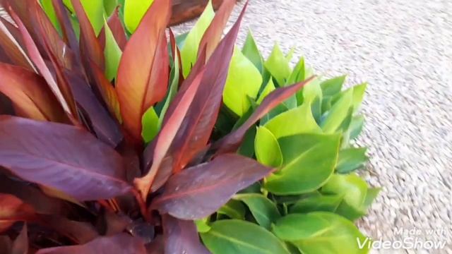 КРАСИВАЯ ПРИРОДА!ЦВЕТОК АЛЛИУМ!#природа#цветы смотреть онлайн