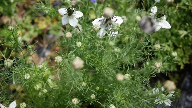 How to Grow Love in a Mist Nigella from Seed (Updated) Cut Flower Gardening for Beginners смотреть онлайн