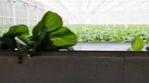 Китайская капуста Пак Чой на гидропонике.