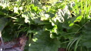 Garden Part 11Alaska Fairbanks Large cabbage and peas doing well.  Watering a lot, hot. July 17th