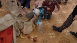 Колядки. Сценка с Козой