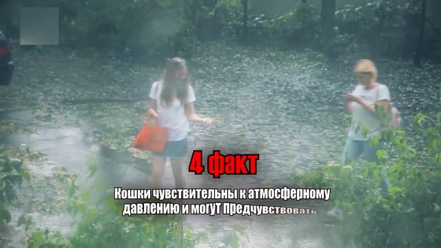 Факты о кошачьем мире. От хмуриль до предчувствия погоды