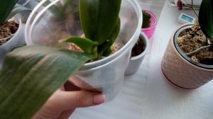 Спасаем орхидею Summer Love / Реанимация орхидеи / Как быстро восстановить тургор листьев