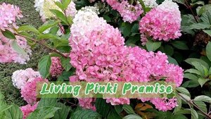 Гортензія восени. Ред Вельвет, Колорфул, Літл Лав, Фрайз Мелба, Самарська Лідія, Самер Сноу та інші