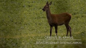 Благородный олень(самка)