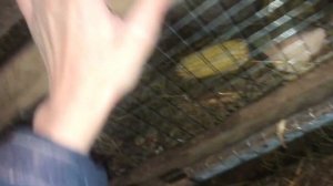 Когда и как отсаживать крольчат от матери