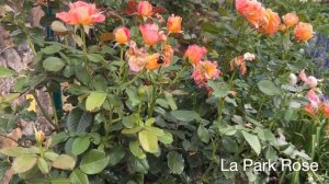 78 La Park Rose - Third Flush - August 2022 (Zone 6B)