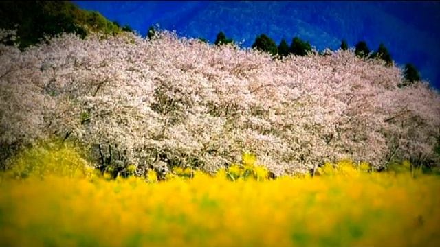 Японская сакура смотреть онлайн