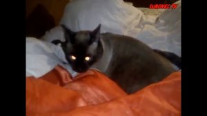 ТОП 5. Очень напуганные и злые кошки!