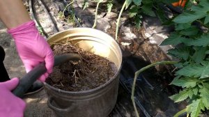 КАК ПРИГОТОВИТЬ КУРИНЫЙ ПОМЁТ ДЛЯ ПОДКОРМКИ РАСТЕНИЙ