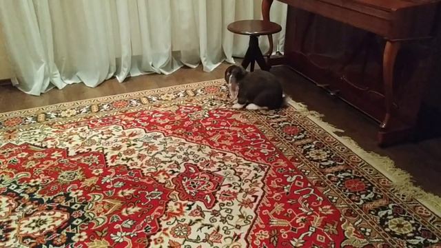 Рубрика животных #2 ( КРОЛИК ) смотреть онлайн