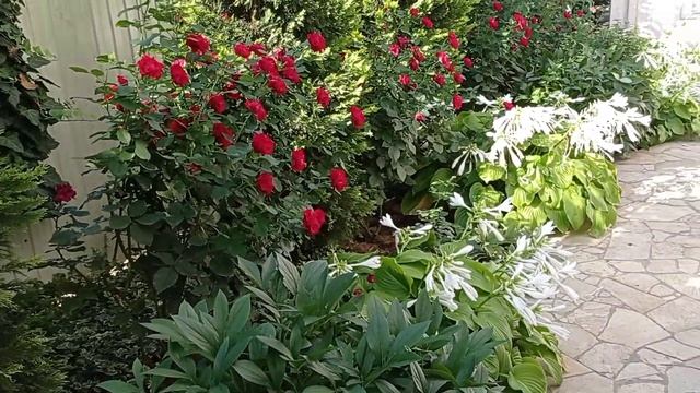 КЛУМБА С МАЯ ПО ДЕКАБРЬ.Красивый цветник с розами и многолетниками, миксбордер своими руками.