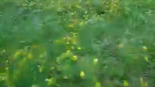 Strong wind and dancing flower смотреть онлайн