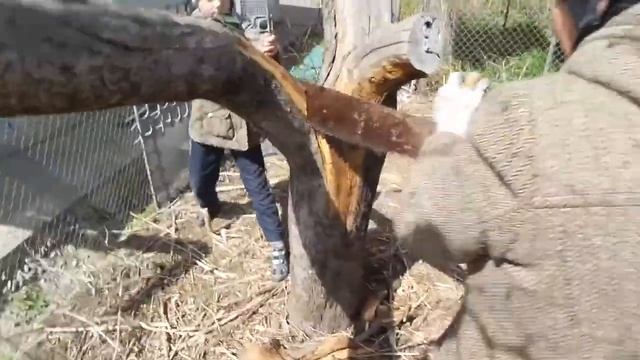P Пилим сухое дерево двуручной ручной пилой We saw the dry tree with a two-handed saw 20170204