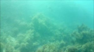 Скат хвостокол Подводная охота на Чёрном море в Крыму