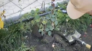 Как укрыть розы на зиму