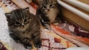 siberian kittens. сибирские котята из питомника