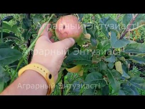 Яблоня колоновидная сорт "Зеленый шум".